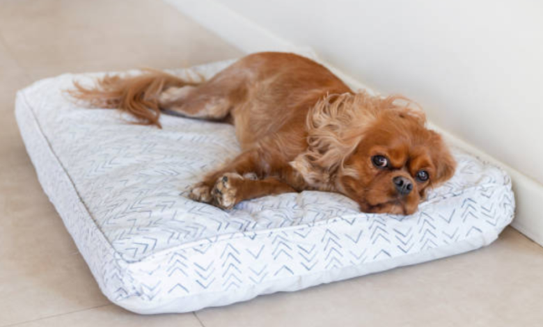 Chew Resistant Dog Mattress: The Smart Solution for Tough, Teethy, and Energetic Pets