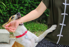 Steps Dog Bite Attorneys Take To Build A Strong Case