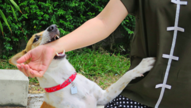 Steps Dog Bite Attorneys Take To Build A Strong Case