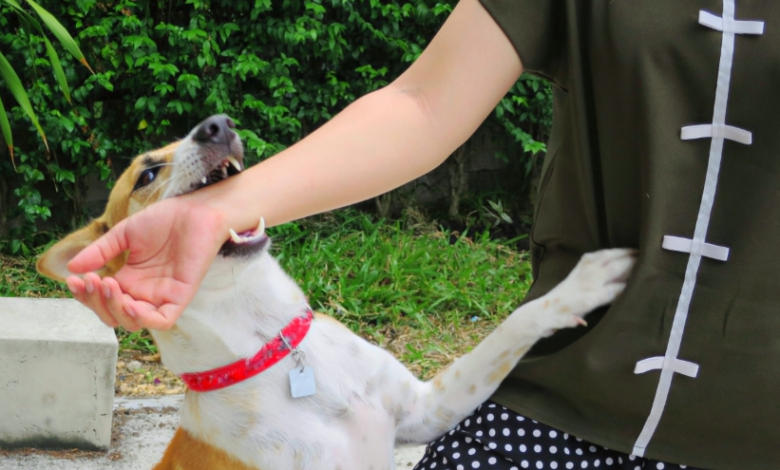 Steps Dog Bite Attorneys Take To Build A Strong Case