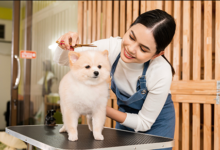 Why Professional Pet Grooming Services Are Essential for Your Pet’s Long-Term Health