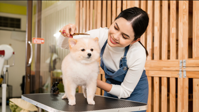Why Professional Pet Grooming Services Are Essential for Your Pet’s Long-Term Health