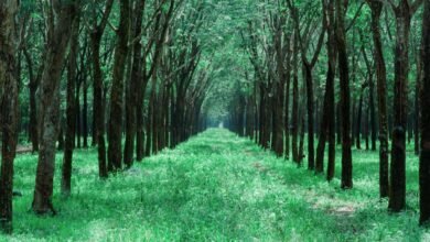 business expansion growth guide insights