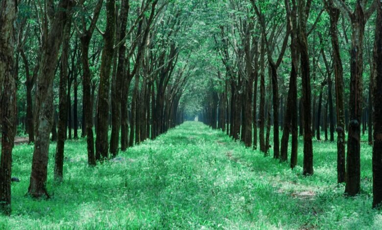 business expansion growth guide insights