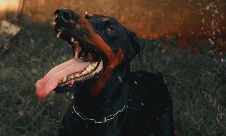 public complaint alerts summary