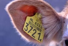 list of phone numbers to identify owners